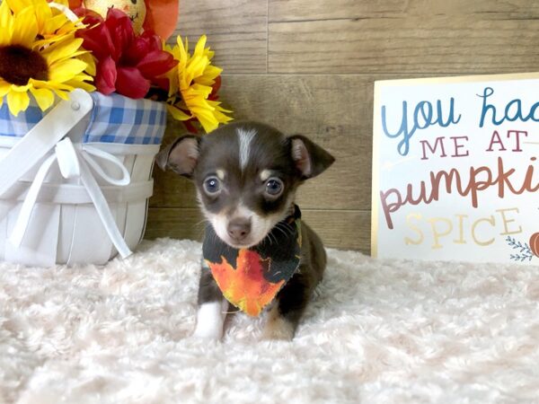 Chihuahua/Pomeranian DOG Female Chocolate / Tan 7972 Petland Athens, OH