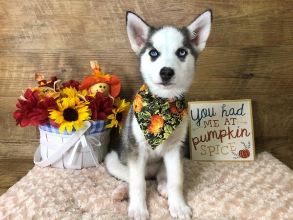 Siberian Husky DOG Female Agouti / White 7973 Petland Athens, OH