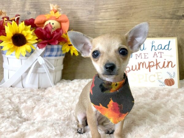 Chihuahua-DOG-Male-Fawn-7976-Petland Athens, OH