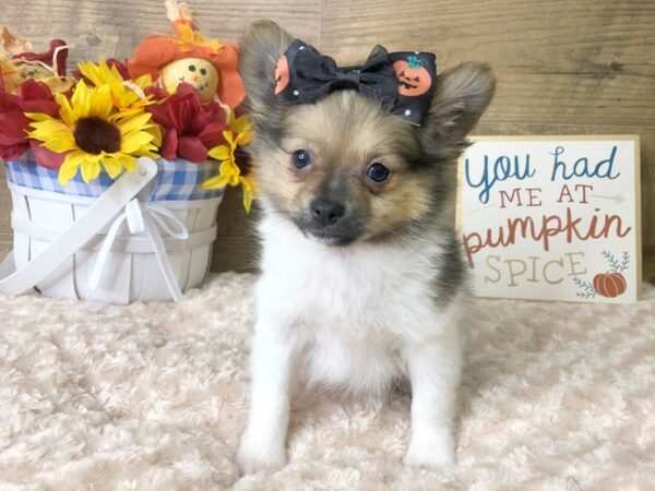 Pomeranian DOG Female SABLE WHITE 7979 Petland Athens, OH