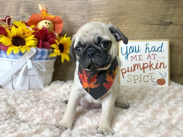 Pug-DOG-Male-FAWN-7980-Petland Athens, OH