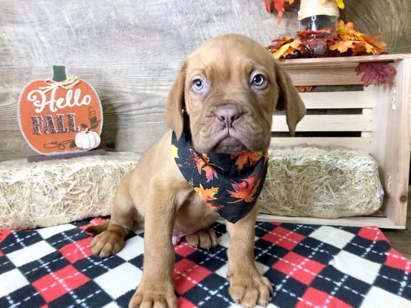 Dogue De Bordeaux-DOG-Male-Red-7985-Petland Athens, OH