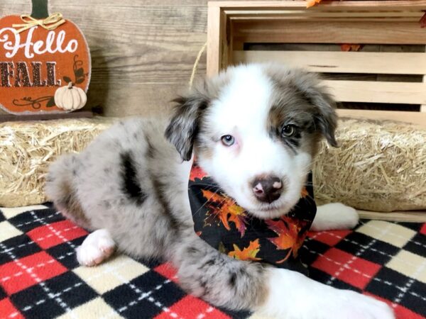 Australian Shepherd DOG Male Red Merle 7984 Petland Athens, OH