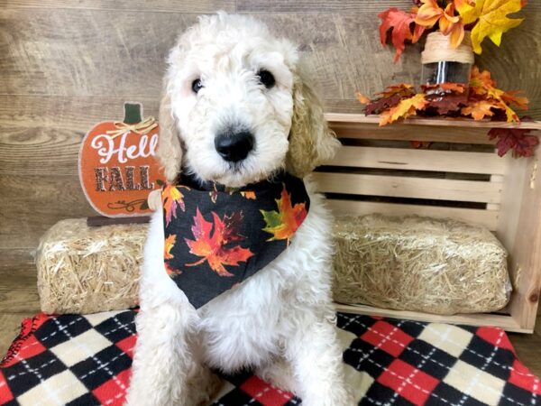 Goldendoodle 2nd Gen DOG Male Cream 7983 Petland Athens, OH