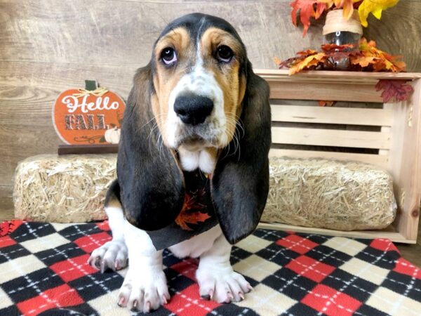 Basset Hound-DOG-Female-Black White / Tan-7981-Petland Athens, OH