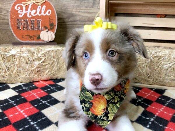 Australian Shepherd DOG Female Red Merle 7982 Petland Athens, OH