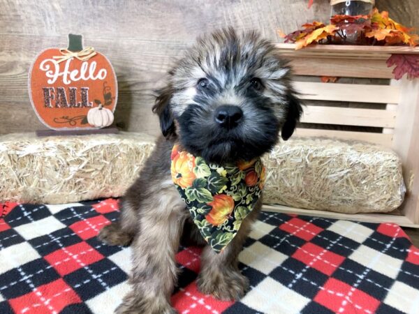 Soft Coated Wheaten Terrier DOG Male Wheaten 7991 Petland Athens, OH