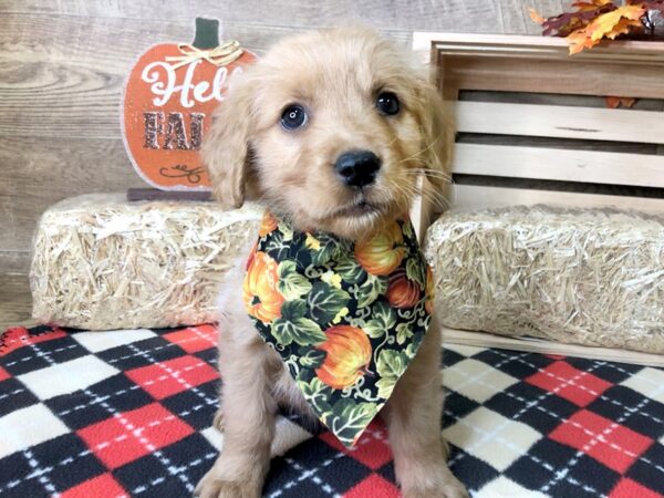 Golden Retriever DOG Male Red 7989 Petland Athens, OH