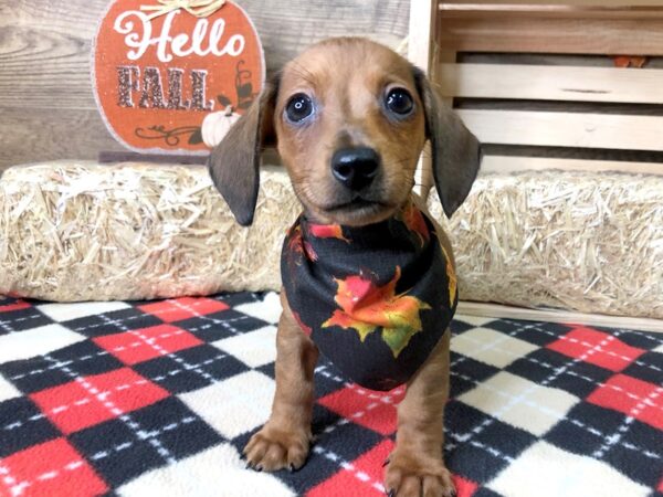 Dachshund DOG Male Red 7987 Petland Athens, OH