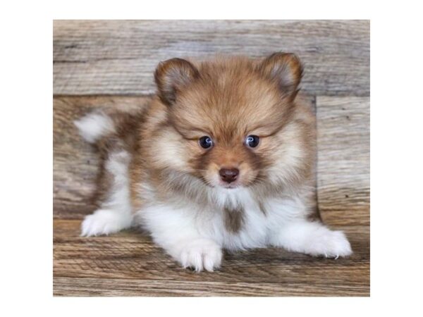 Pomeranian DOG Female Red Sable 7992 Petland Athens, OH