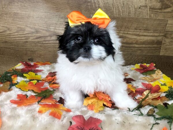 Maltese/Pekingese DOG Female Black / White 7993 Petland Athens, OH