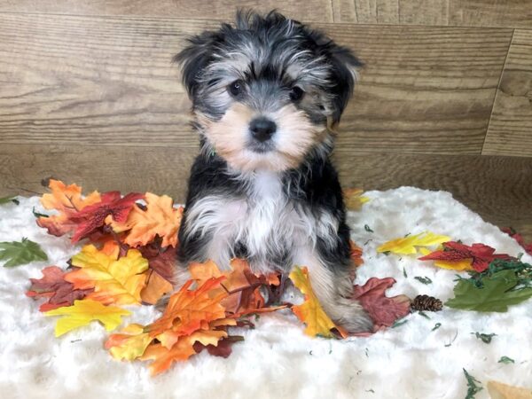 Morkie DOG Male Black / Tan 7994 Petland Athens, OH