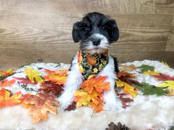 Mini Schnauzer-DOG-Male-Black / White-8001-Petland Athens, OH