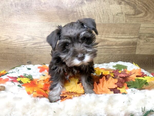 Mini Schnauzer DOG Female Liver / Tan 8000 Petland Athens, OH