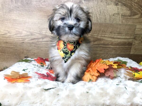 Lhasa Apso-DOG-Male-Golden-7997-Petland Athens, OH