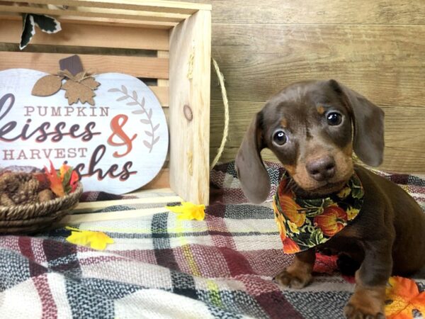 Dachshund DOG Male Chocolate / Tan 8002 Petland Athens, OH