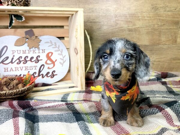 Dachshund DOG Female Black / Tan 8003 Petland Athens, OH