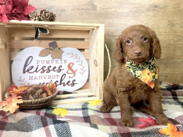 F1B Mini Goldendoodle-DOG-Female-Red-8009-Petland Athens, OH