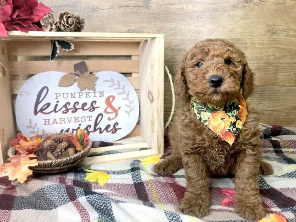F1B Mini Goldendoodle DOG Male Red 8008 Petland Athens, OH