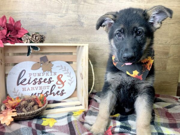 German Shepherd DOG Male Black / Tan 8006 Petland Athens, OH