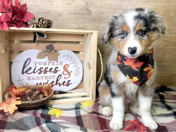 Australian Shepherd DOG Male Blue Merle 8005 Petland Athens, OH