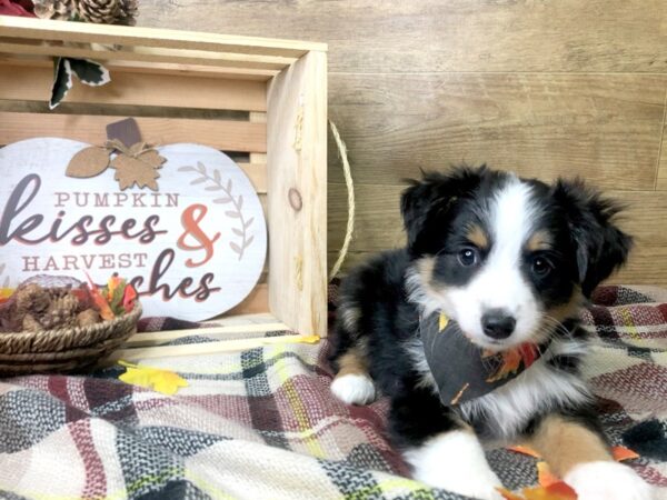 Miniature Australian Shepherd DOG Male Black 8004 Petland Athens, OH