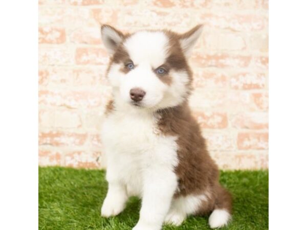 Siberian Husky-DOG-Female-Red / White-8013-Petland Athens, OH