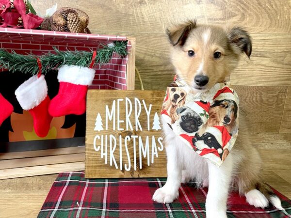 Shetland Sheepdog-DOG-Male-Sable / White-8012-Petland Athens, OH