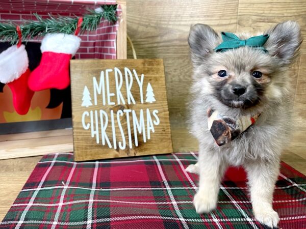 Pomeranian-DOG-Female-Wolf Sable-8015-Petland Athens, OH