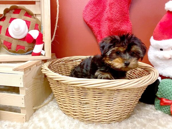 Yorkshire Terrier-DOG-Male-Black / Tan-8031-Petland Athens, OH