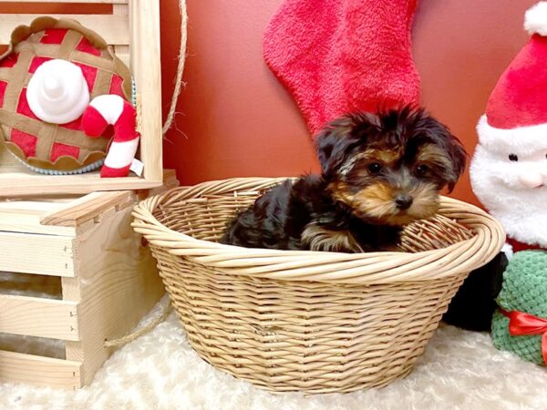 Yorkshire Terrier DOG Male Black / Tan 8031 Petland Athens, OH