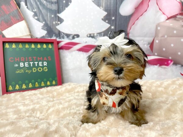 Yorkshire Terrier DOG Female Black / Tan 7974 Petland Athens, OH