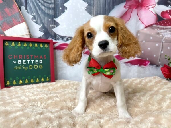 Cavalier King Charles Spaniel-DOG-Male-Blenheim-7986-Petland Athens, OH