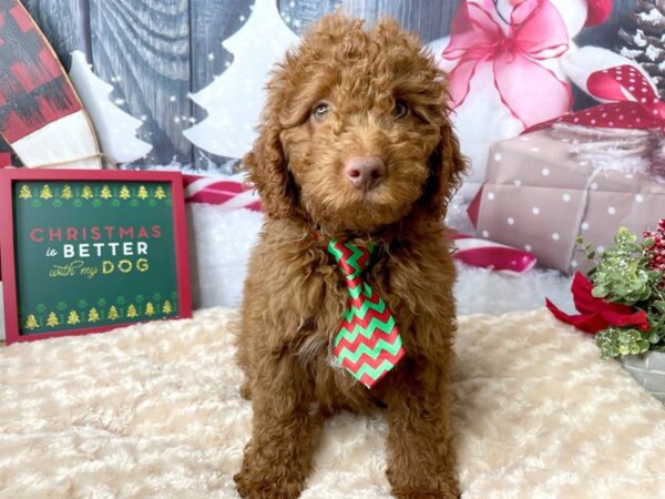 F1B2 Mini Goldendoodle-DOG-Male-Red-8020-Petland Athens, OH