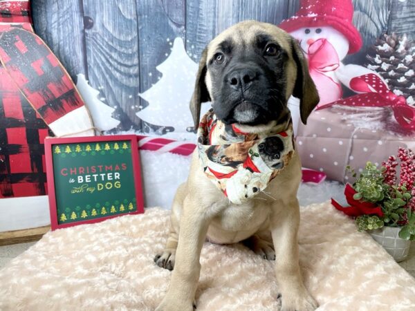 Mastiff DOG Female Fawn 8016 Petland Athens, OH