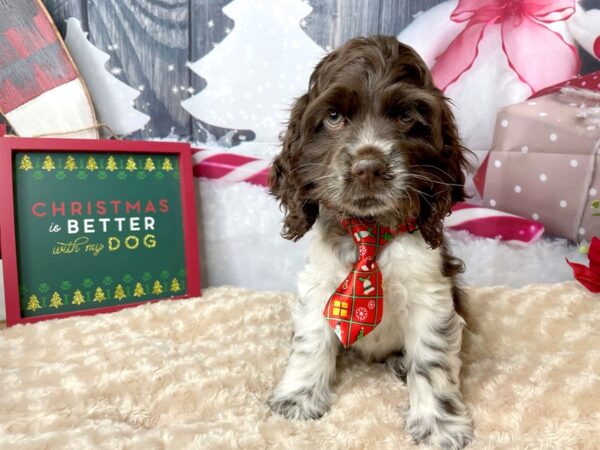 Cocker Spaniel DOG Male Brown / White 7995 Petland Athens, OH