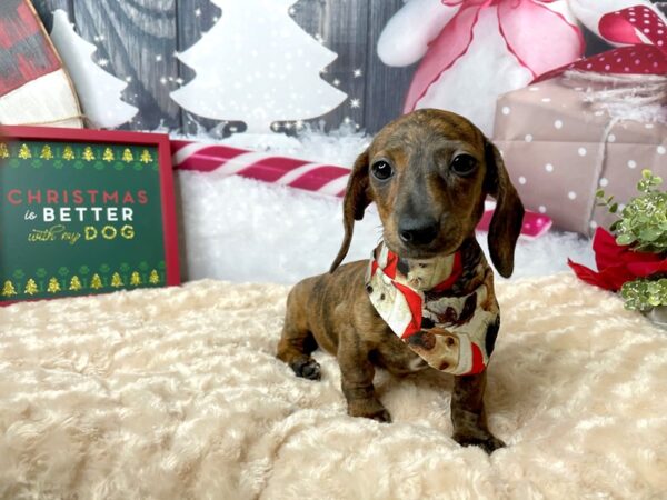 Dachshund DOG Female Red 7996 Petland Athens, OH