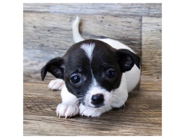 Chihuahua-DOG-Female-Black-8021-Petland Athens, OH