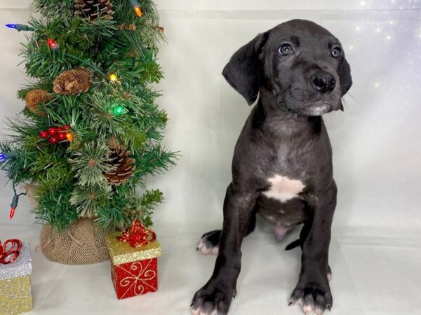 Great Dane DOG Male Black & White 8061 Petland Athens, OH