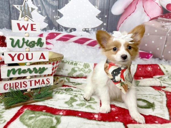 Papillon-DOG-Female-Sable / White-8023-Petland Athens, OH