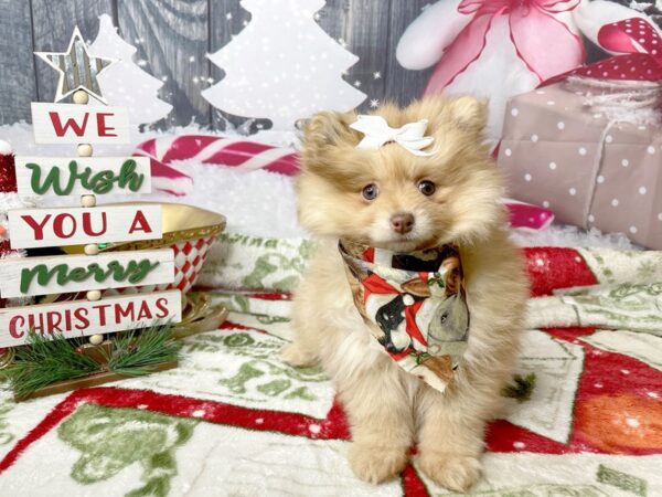 Pomeranian-DOG-Female-Orange-8025-Petland Athens, OH