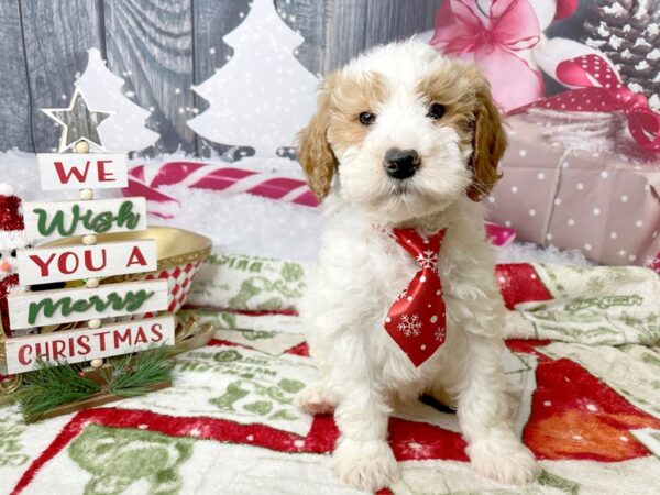 Poodle Mini/Goldendoodle-DOG-Male-Red / White-8030-Petland Athens, OH