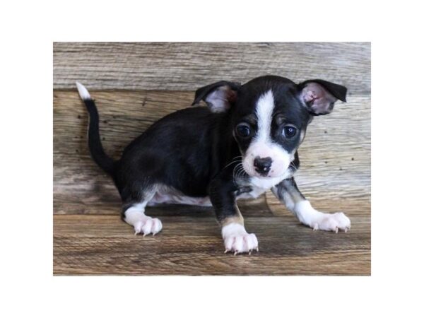 Chihuahua-DOG-Female-Black / Tan-8033-Petland Athens, OH