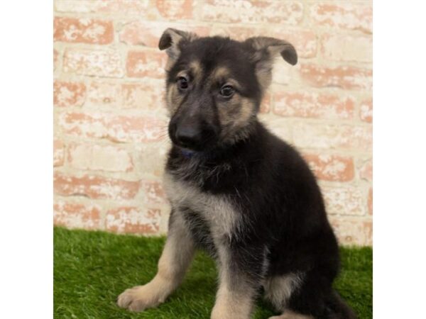 German Shepherd Dog DOG Female Black / Tan 8043 Petland Athens, OH