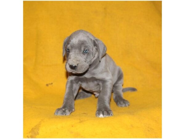 Great Dane DOG Male Blue 8050 Petland Athens, OH