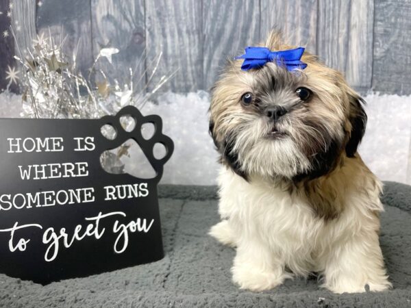 Teddy Bear-DOG-Female-Gold / White-8014-Petland Athens, OH