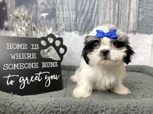 Shih Tzu DOG Female Black / White 8018 Petland Athens, OH