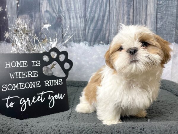 Shih Tzu DOG Male Gold / White 8019 Petland Athens, OH