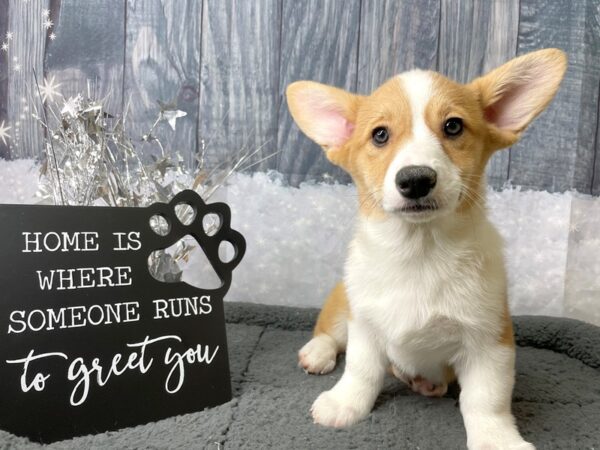 Pembroke Welsh Corgi DOG Female Sable / White 8024 Petland Athens, OH