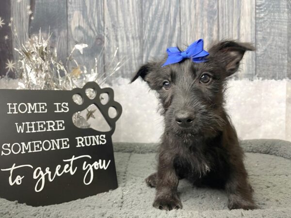 Scottish Terrier DOG Female Black 8026 Petland Athens, OH